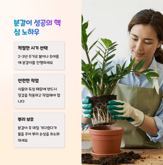 보석 금전수 분갈이