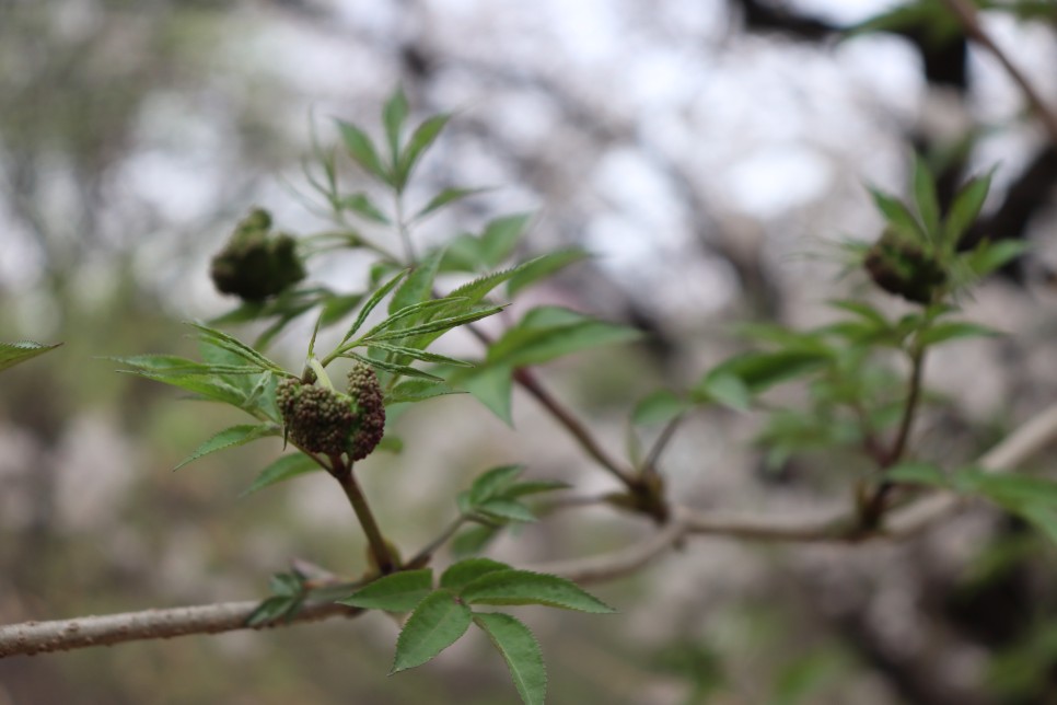 홍릉시험림(홍릉수목원) #페이지 토.일요일서울가볼만한곳 57