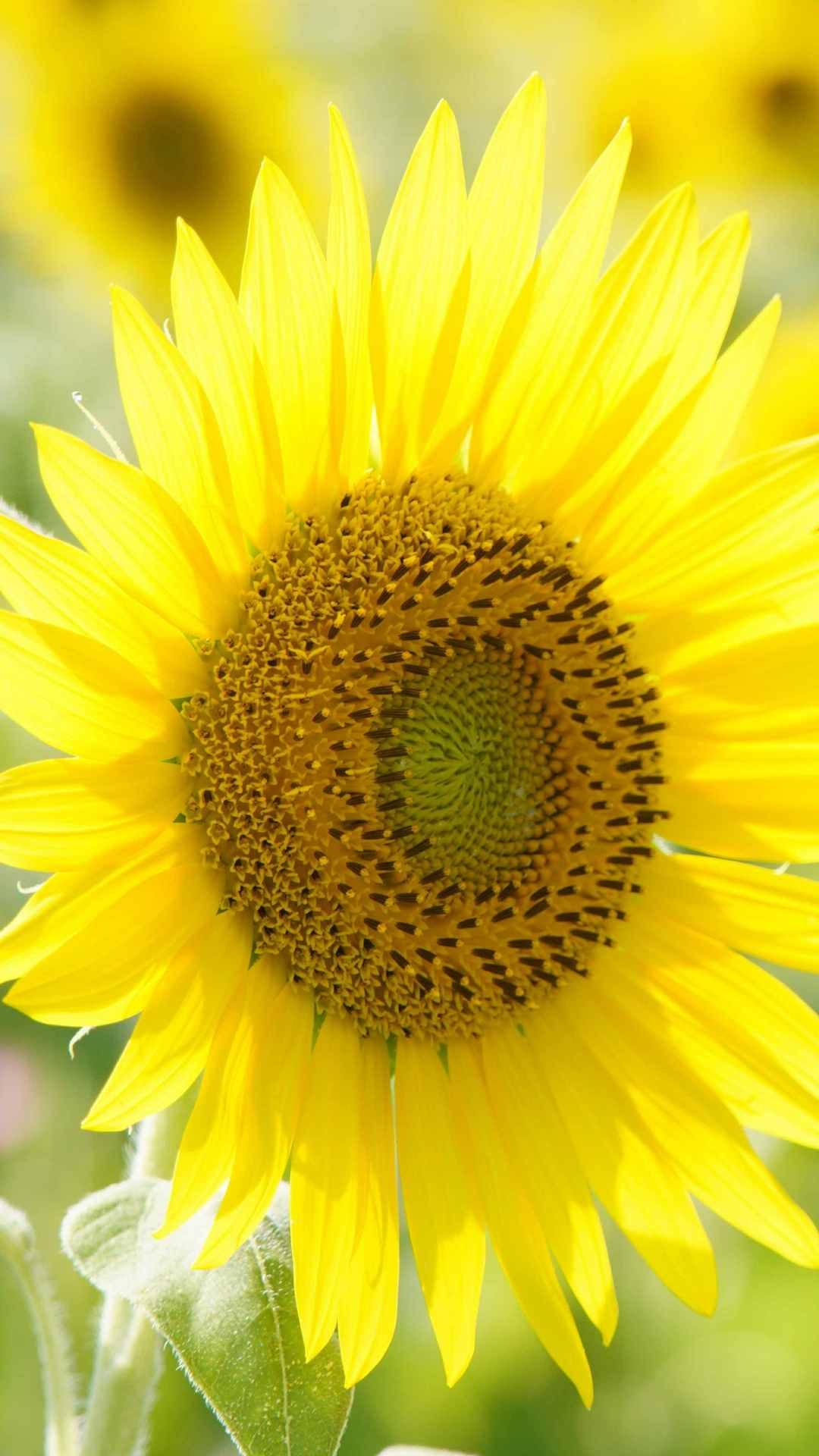 Sunflower iPhone Wallpaper