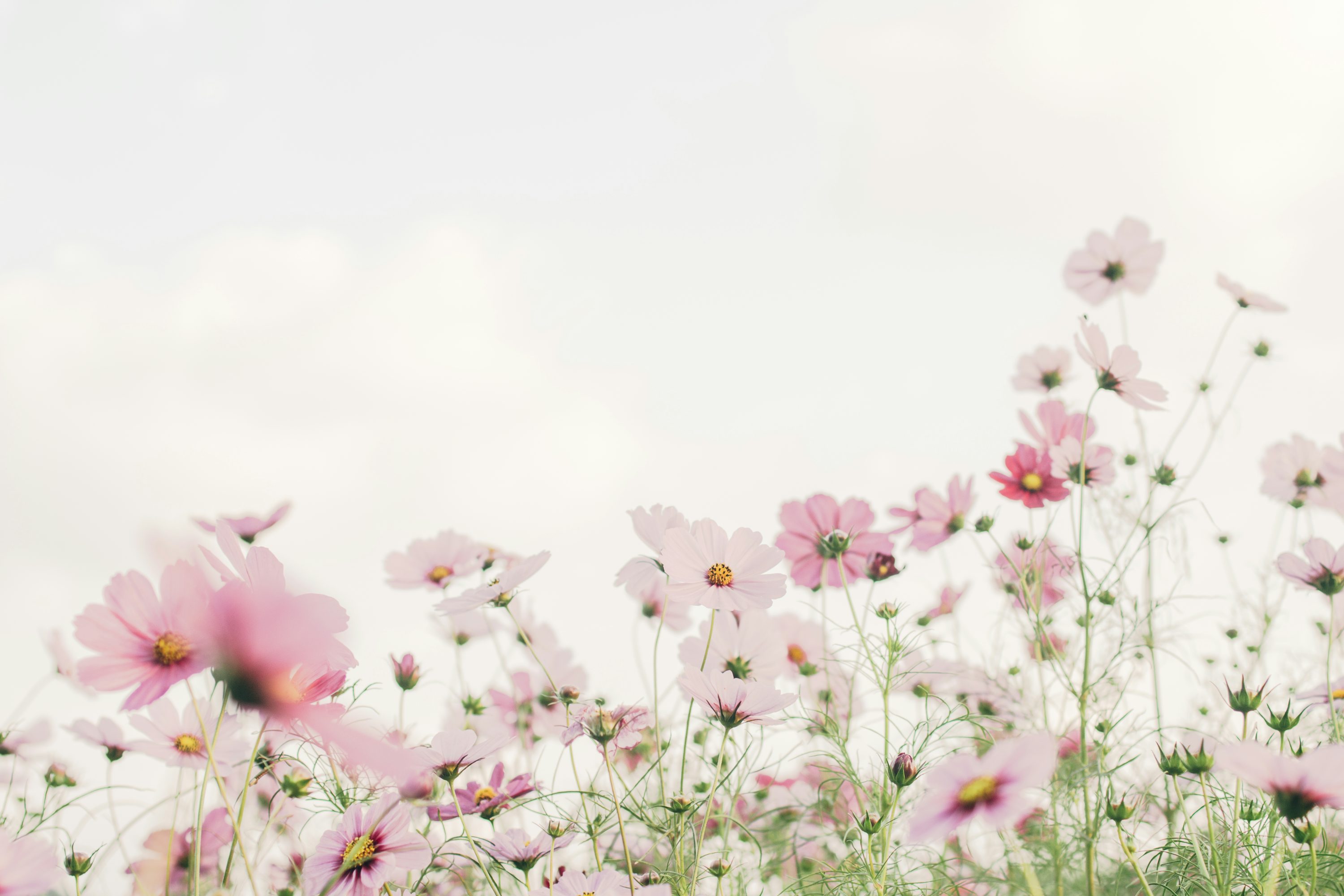 봄꽃 보기 좋은곳 드라이브