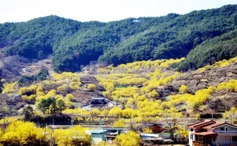 구례 산수유축제 기간 산수유마을 개화시기_4
