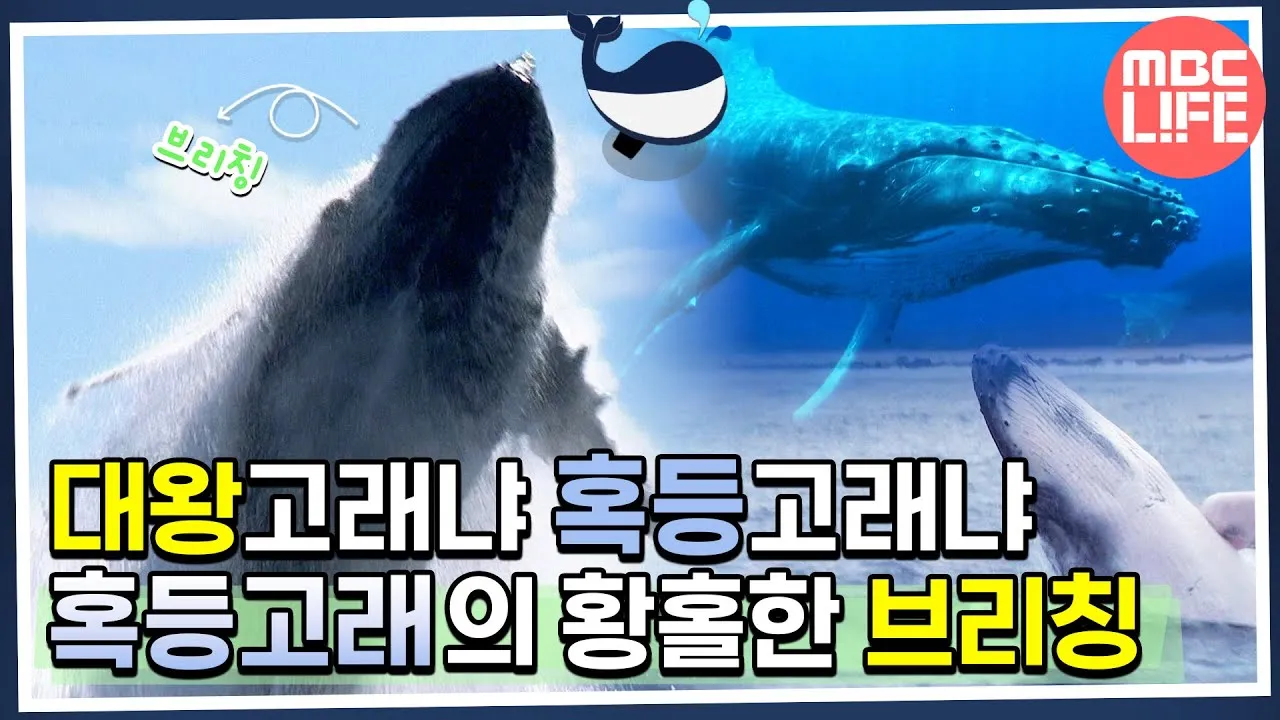대왕고래 대장주 관련주 주가 TOP5_4