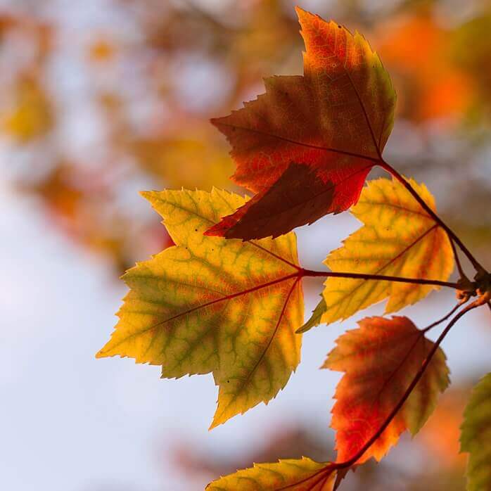 나뭇가지에 달린 붉게 물든 가을 단풍잎