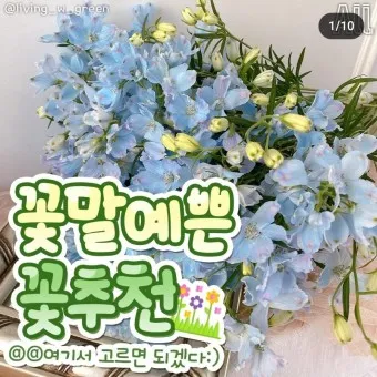 예쁜 꽃말 추천 모음 이해할수록 매력적인 꽃들의 꽃말 안내 모음_5