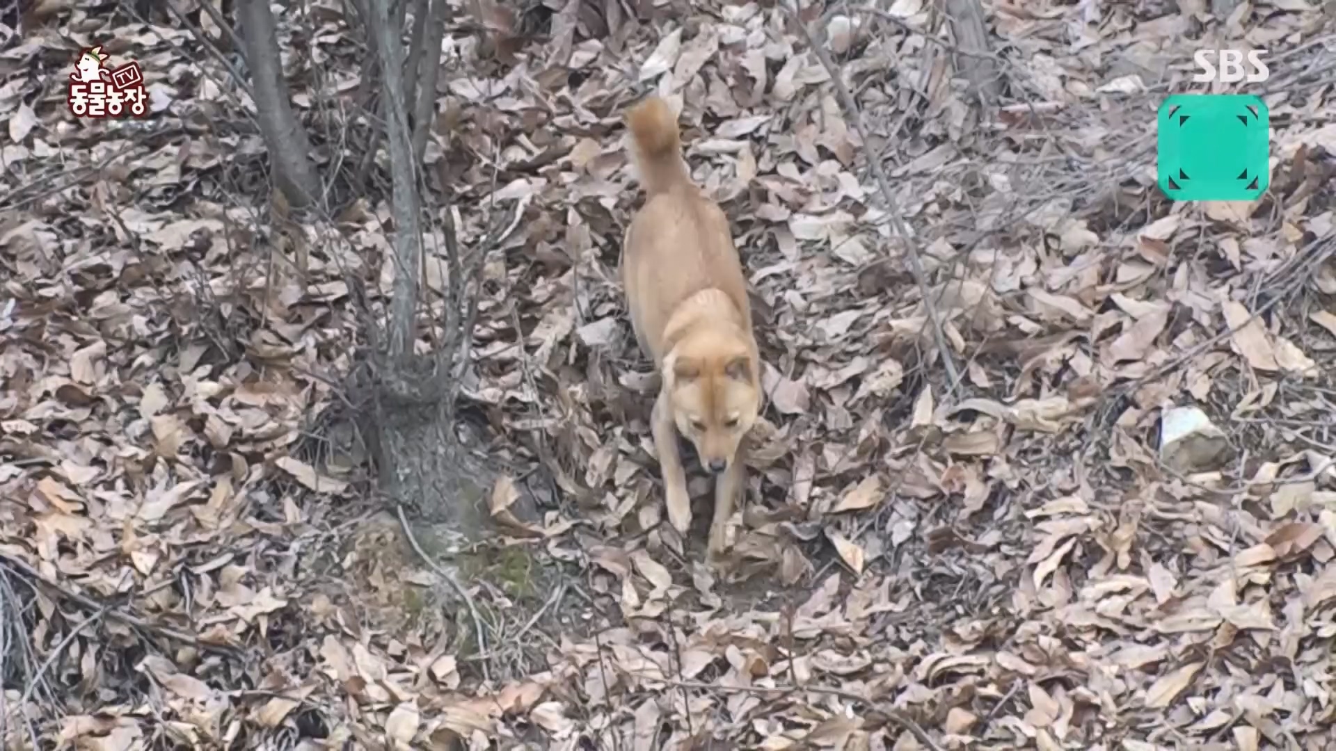 TV 동물농장.E1159.240218p.H264-F1RST.mp4_20240218_170009.956.jpg