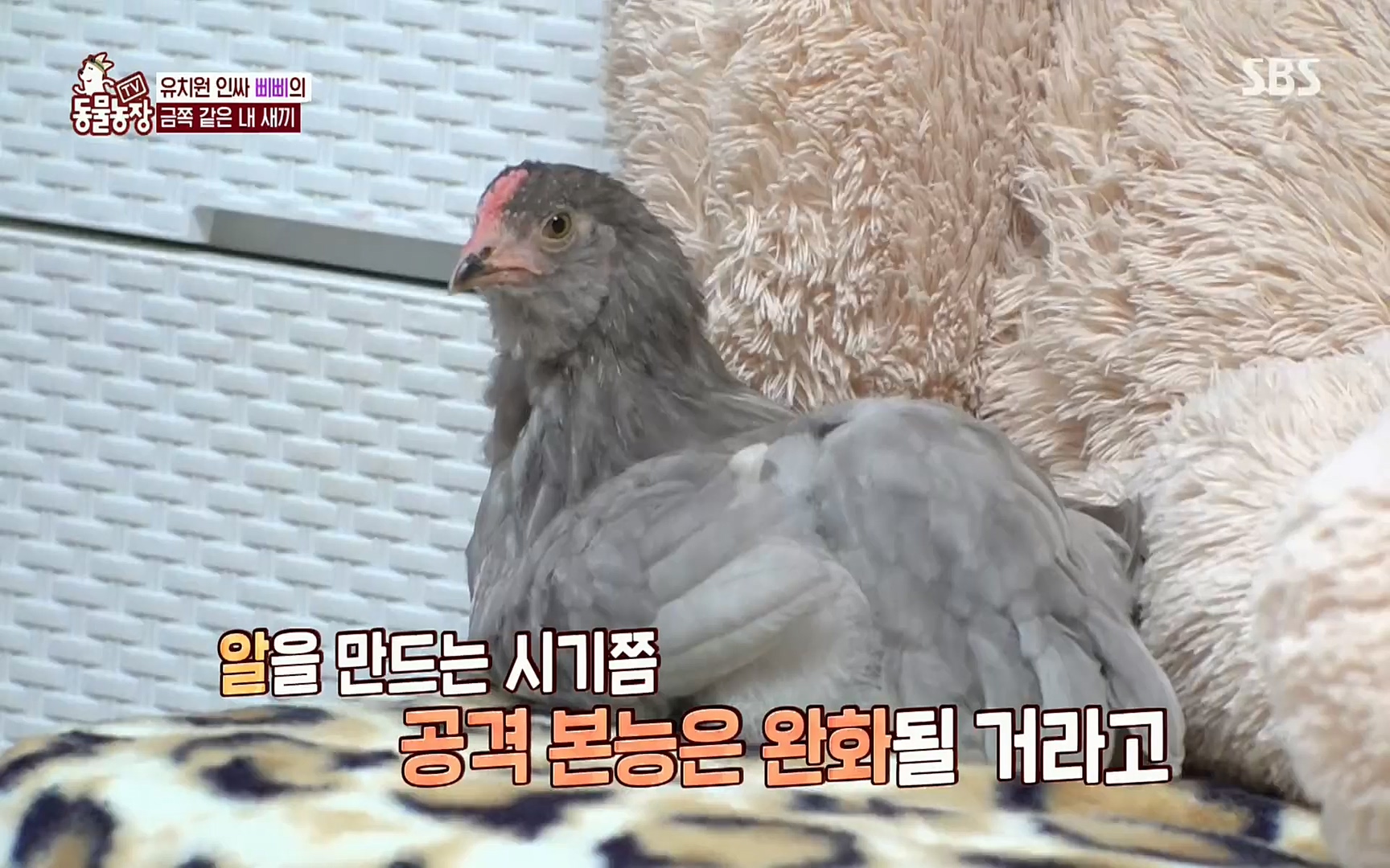 TV 동물농장.E1073.220612p.H264-F1RST.mp4_20220612_181339.527.jpg