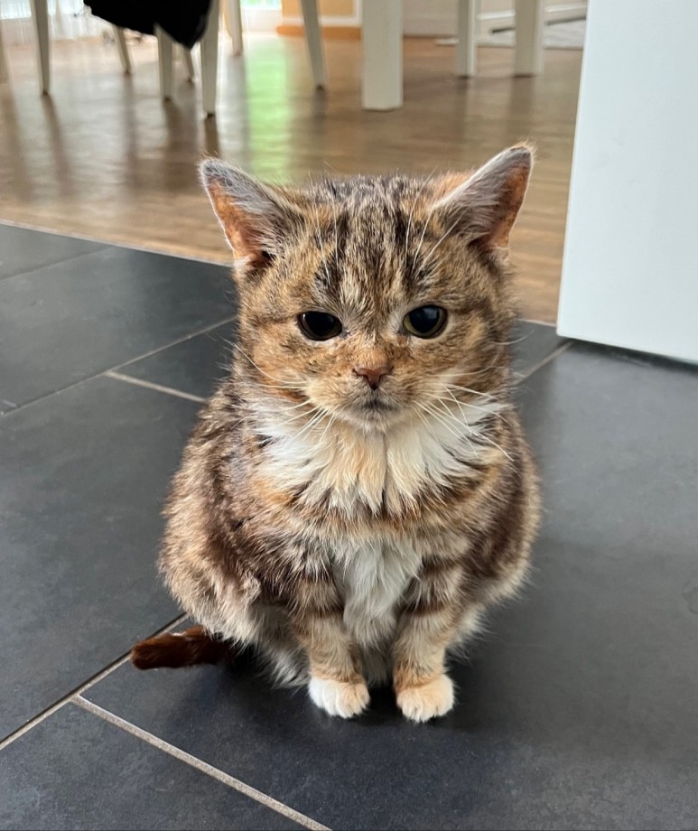 스키타는고양이 이미지