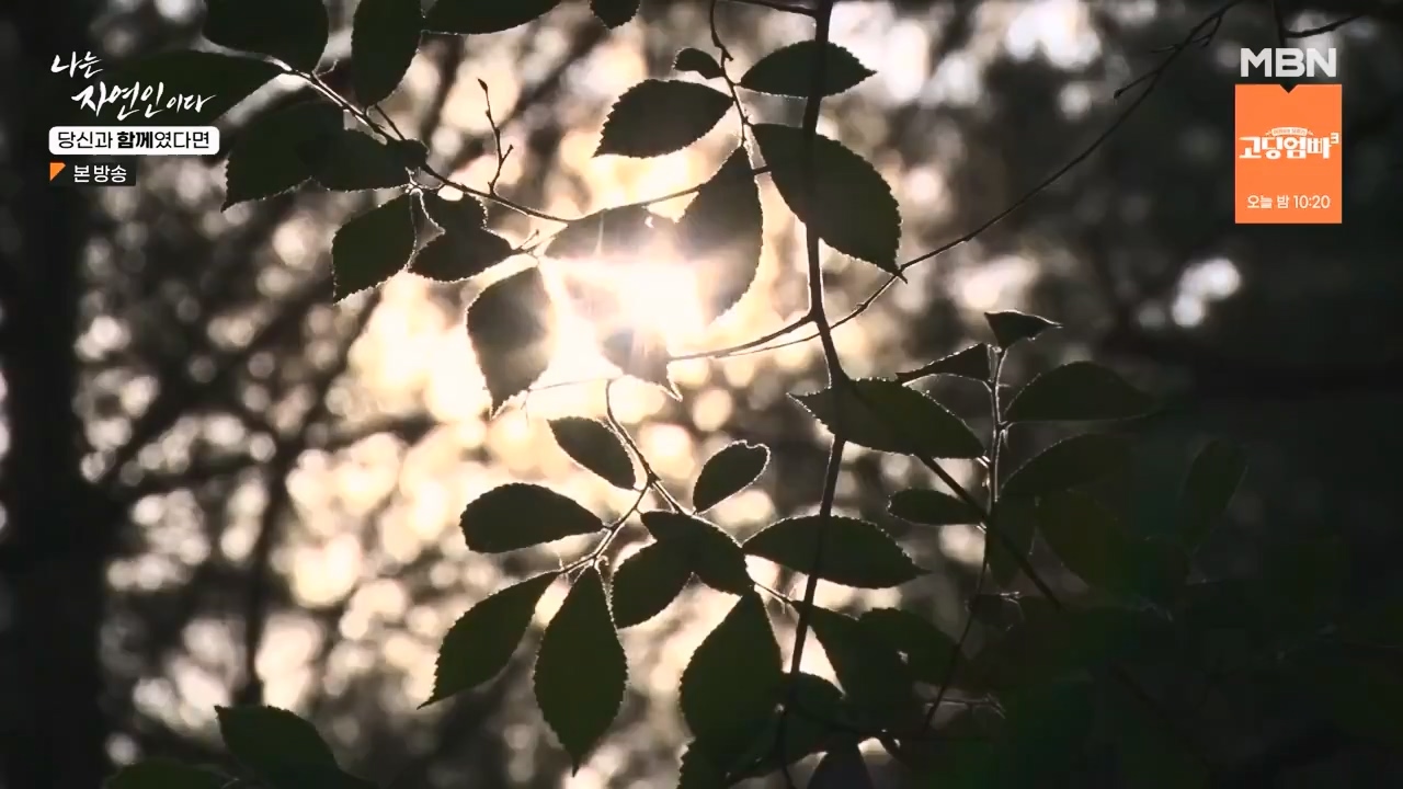 나는 자연인이다.E556.230532p-NEXT.mp4_20230601_201505.439.jpg