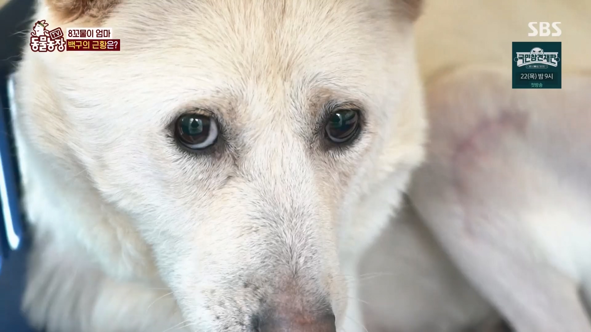 TV 동물농장.E1158.240211p.H264-F1RST.mp4_20240211_194104.197.jpg