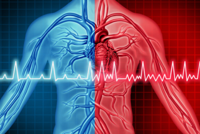심혈관 질환 예방 및 면역체계 향상
