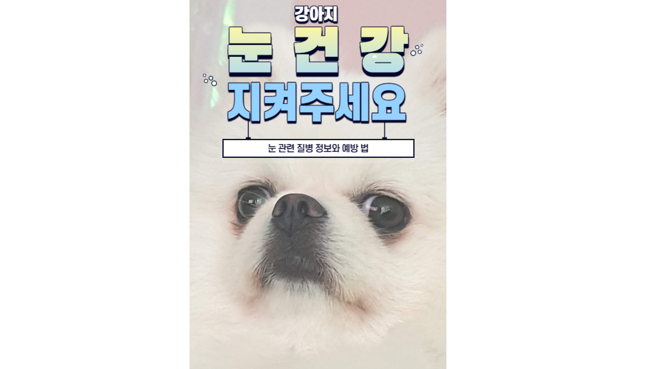  강아지의 눈 건강 : 눈 건강 유지와 질환 예방 법은 무엇일까?