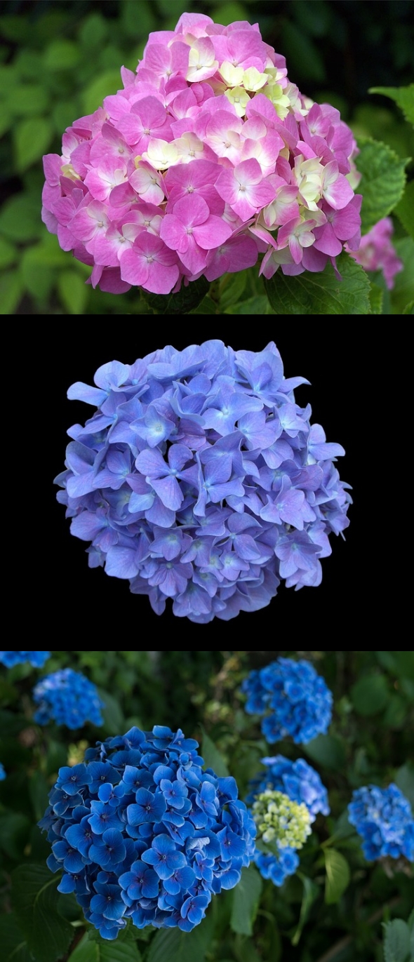 수국-꽃-분홍-보라-파랑