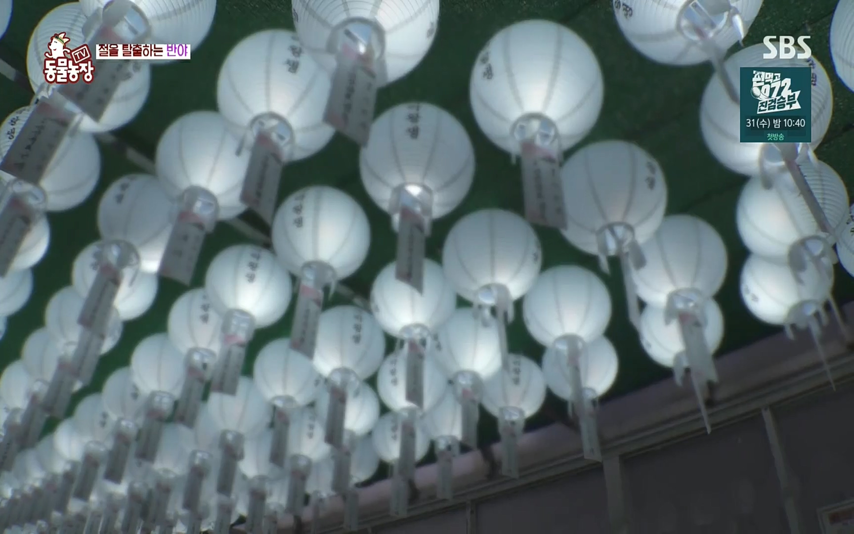 TV 동물농장.E1083.220821p.H264-F1RST.mp4_20220821_183706.422.jpg