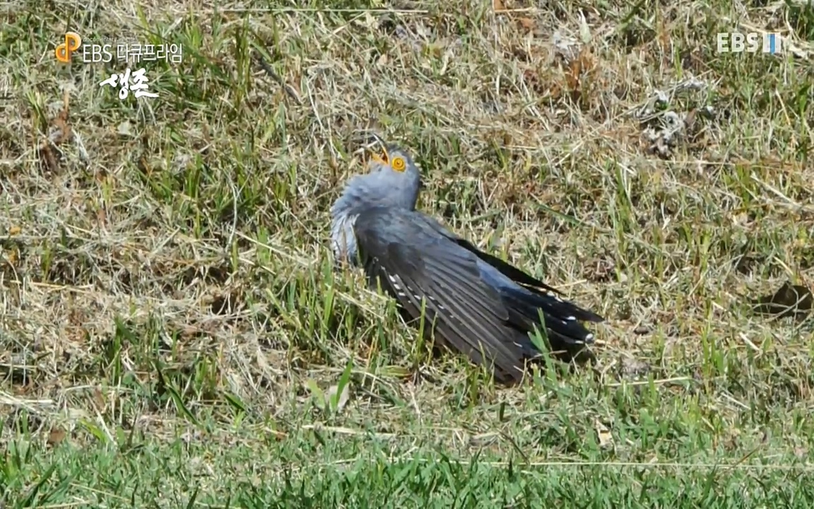 생존 3부_ EBS 다큐프라임_ 220629.avi_20220701_210101.300.jpg