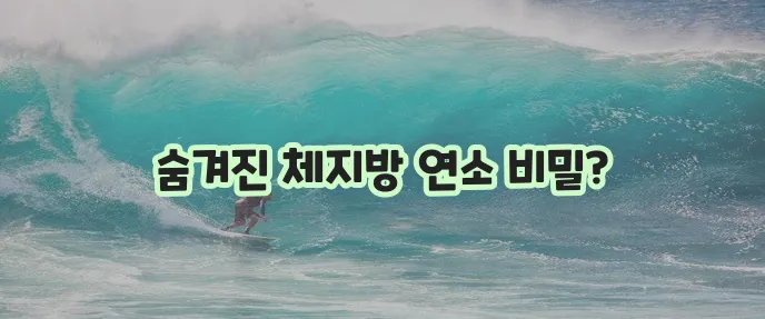 체지방 연소 10가지 방법과 주의사항 꼭 확인하세요!