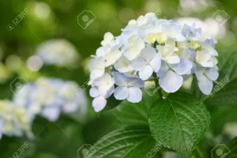 수국 키우는 법 색깔 변화 이유 관리_19