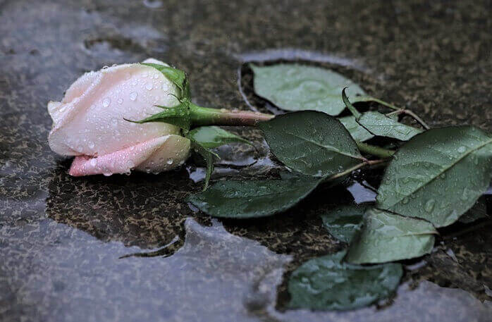 분홍색 장미 한송이가 비가 내리고 있는 길바닥에 떨어져있는 모습