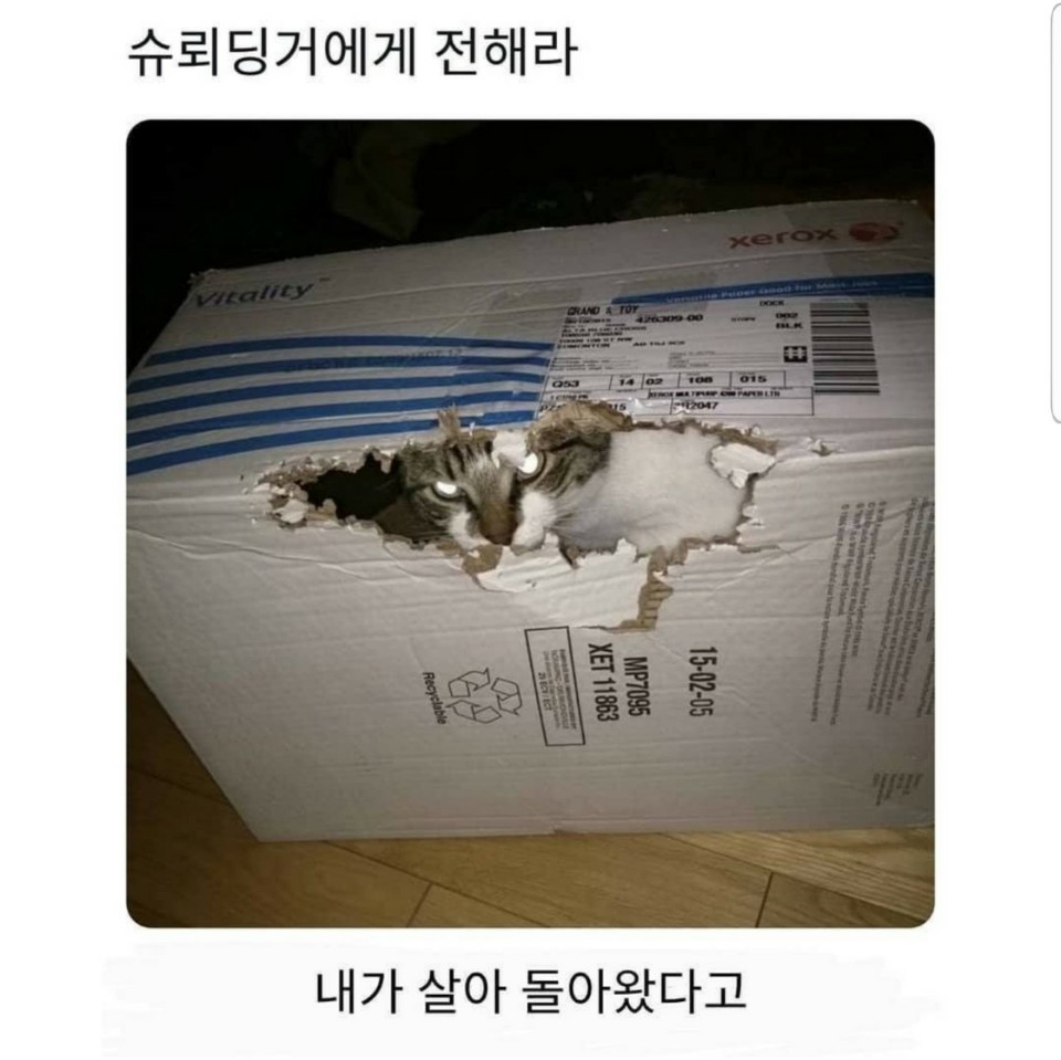 슈뢰딩거의 고양이