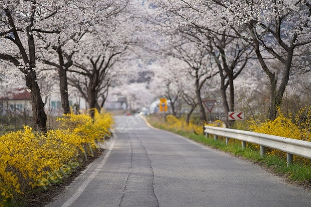 벚꽃-도로