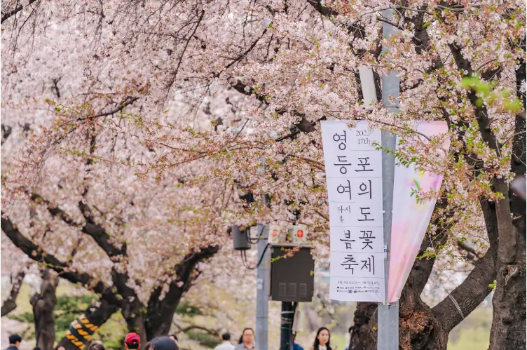 벚꽃이 만개한 이미지
