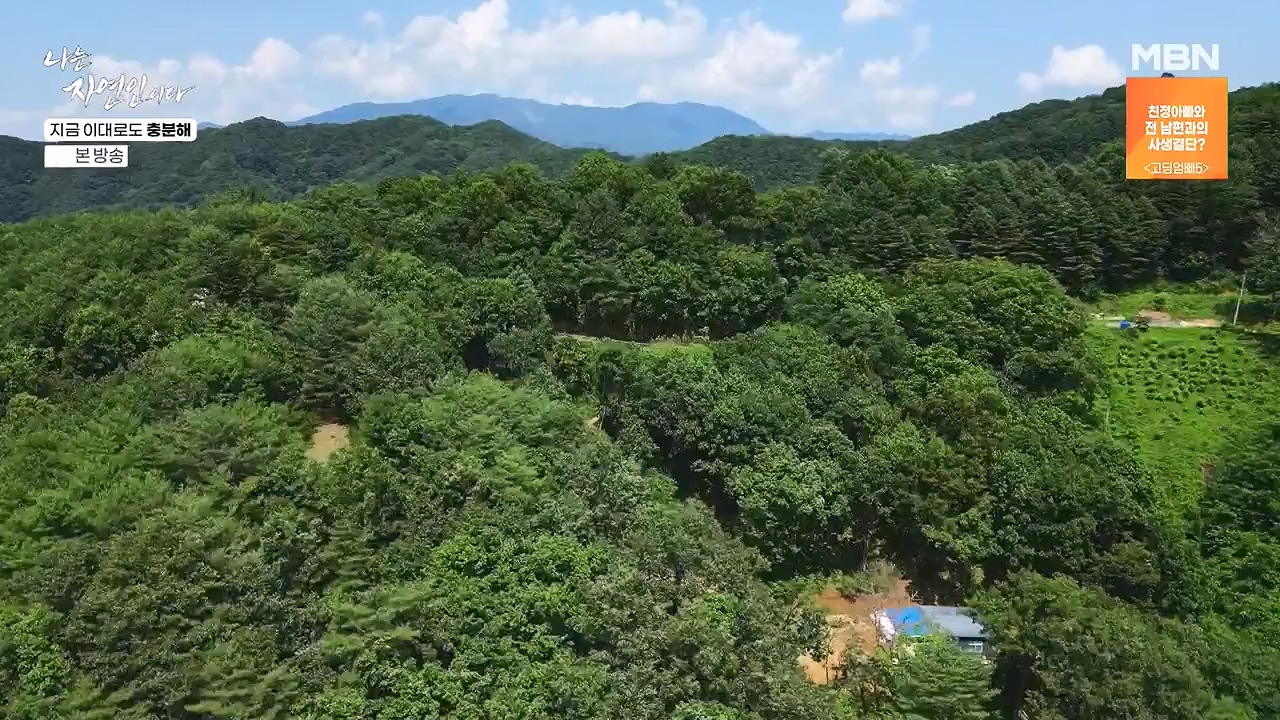 나는 자연인이다.E615.240725p-NEXT.mp4_20240725_200721.859.jpg