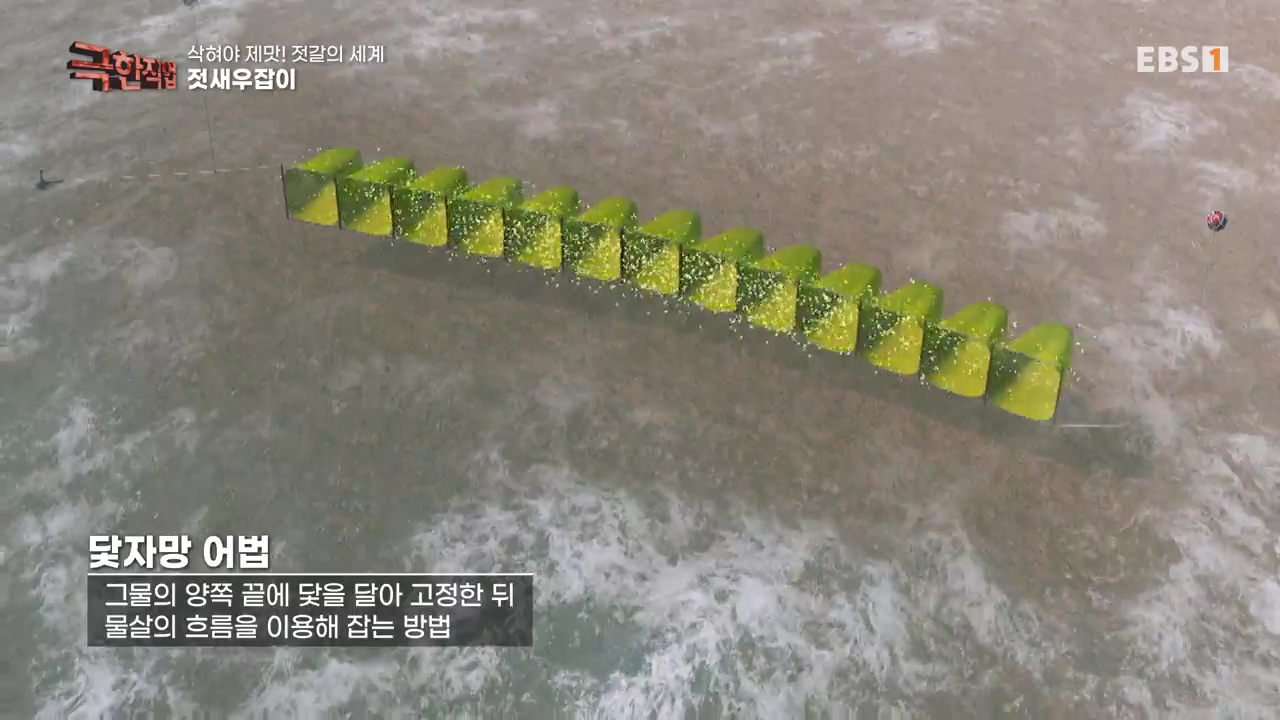 TV - 전 국민의 평생학교 EBS삭혀야 제맛! 젓갈의 세계.mp4_20231125_170517.139.jpg