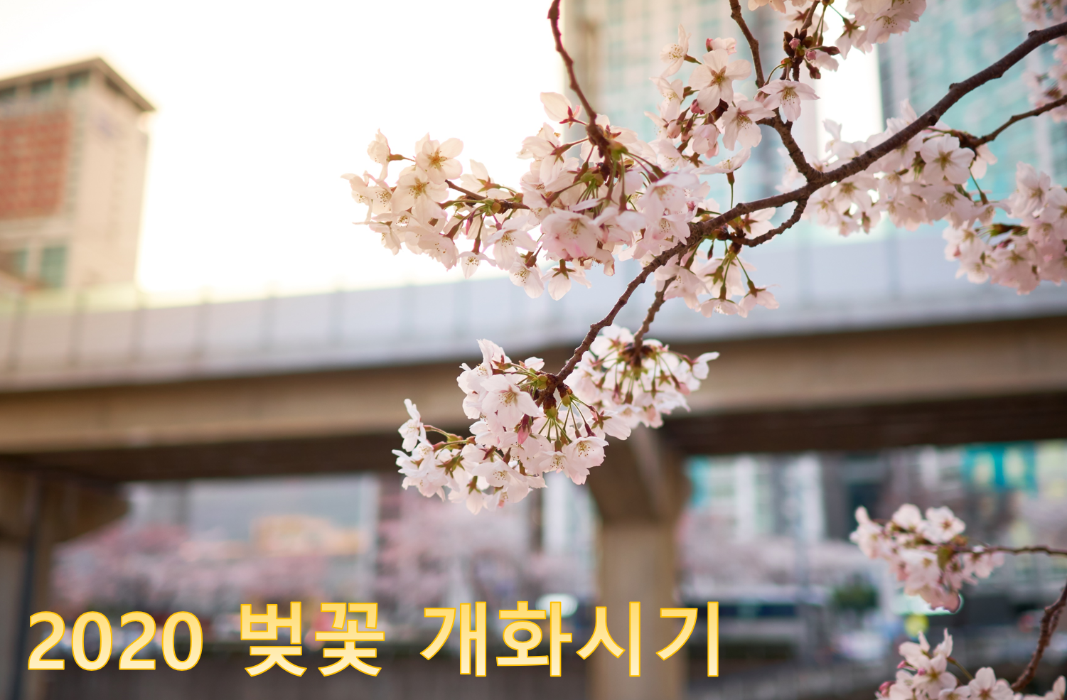  2020년 벚꽃 개화 시기 &   내 맘대로 Top 5 명소