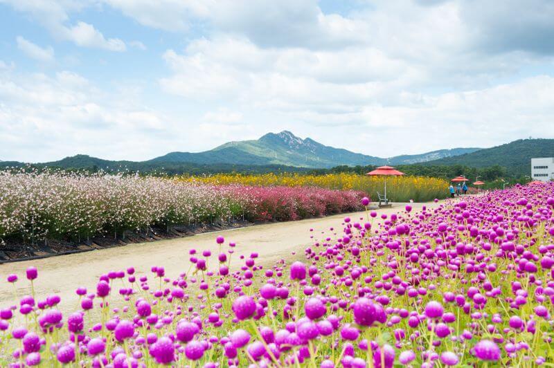나리농원_풍경2