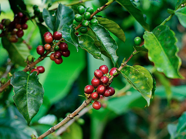 커피(coffee) 이미지
