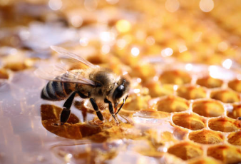 꿀 효능 부작용 영양성분 꿀 적정 복용량 꿀 성질 및 종류
