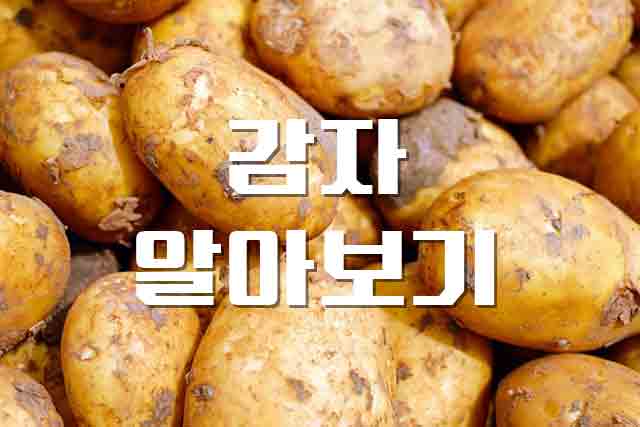  감자, 대표적인 구황작물 감자의 모든 정보