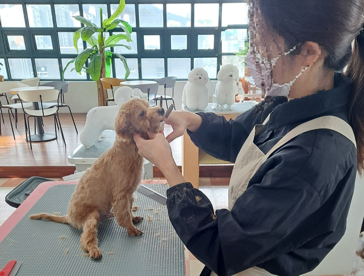 애견미용 정애견미용학원 김해점 실견실습
