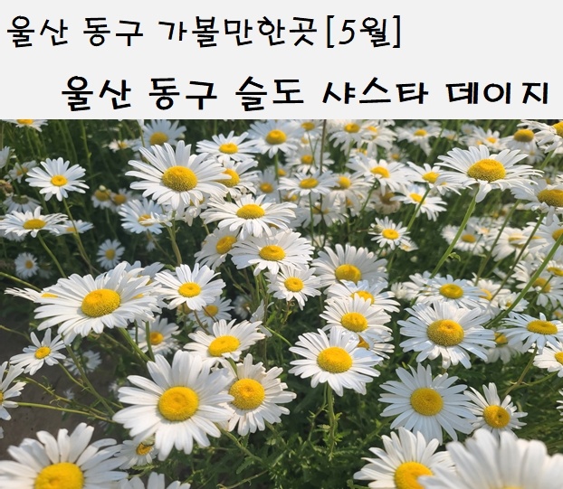  울산 슬도샤스타데이지 주차장 위치 가는방법 총정리 울산 동구 가볼만한곳 슬도 계란후라이
