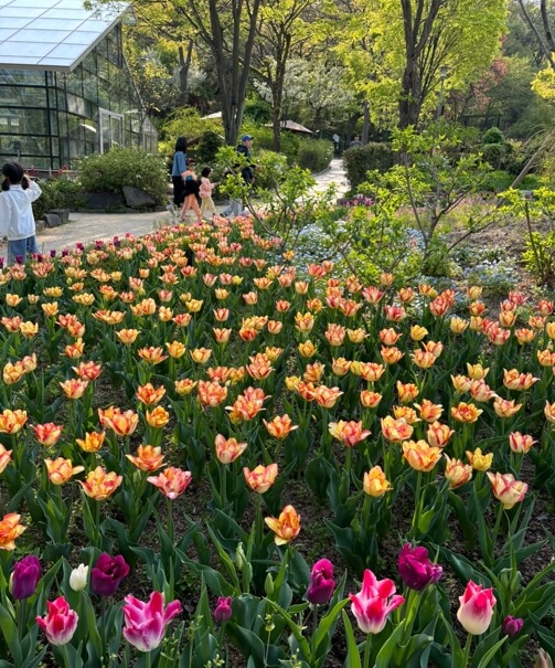 서울근교-4월-꽃구경-신구대학교식물원