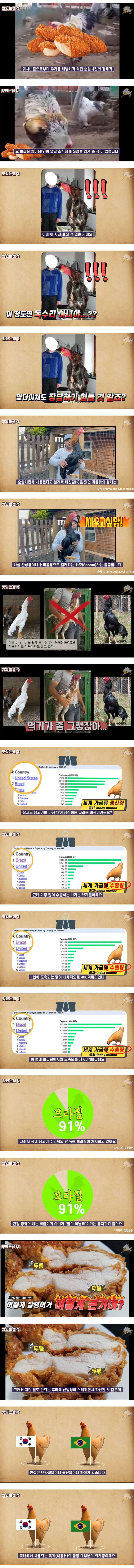  브라질 닭에 대한 오해