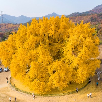 원주-반계리-은행나무