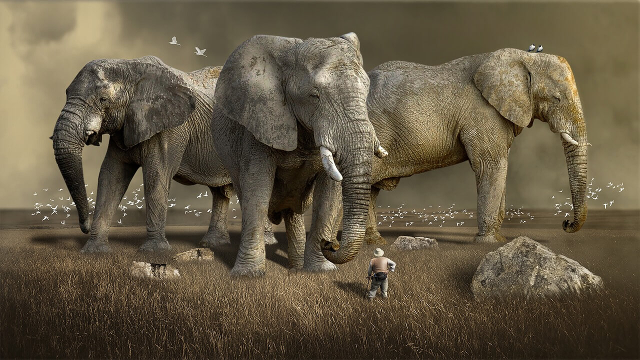 엄청나게 큰 코끼리 3마리가 사람을 마주하고 있는 사진