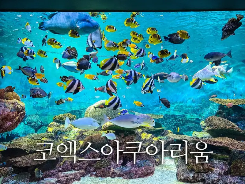 코엑스-아쿠아리움