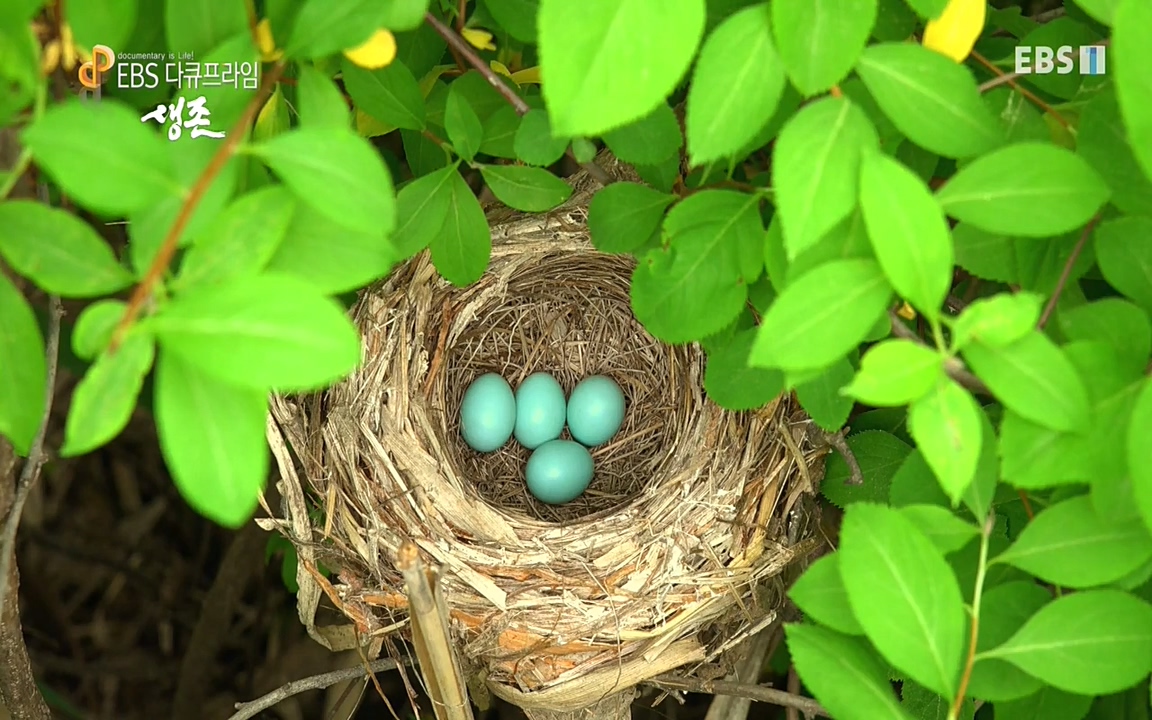 생존 3부_ EBS 다큐프라임_ 220629.avi_20220701_203855.829.jpg