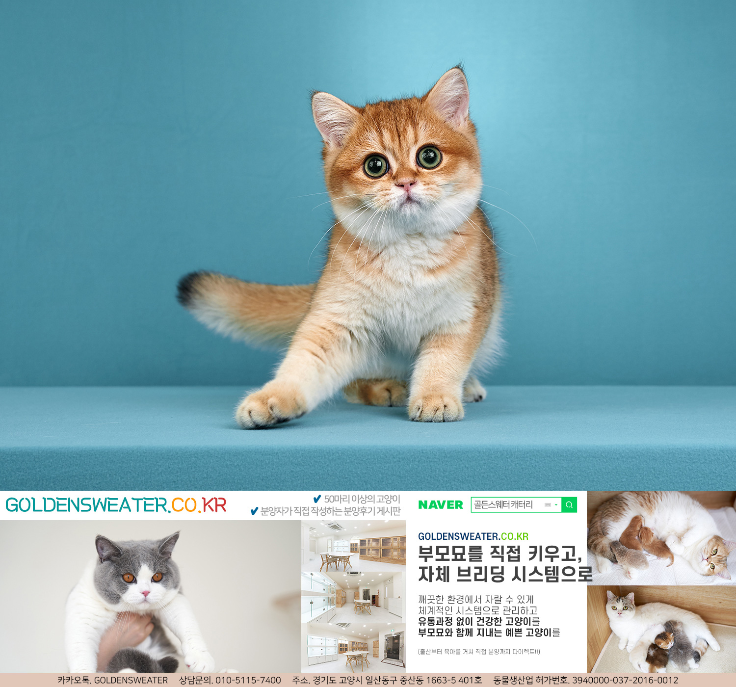  전주고양이분양 멀리서 오시는 분들이 많아요