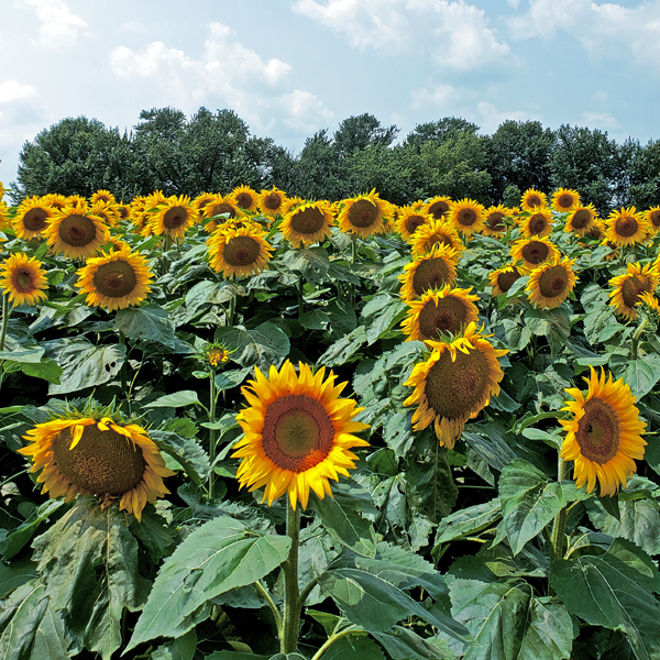 해바라기 필드 Sunflower field