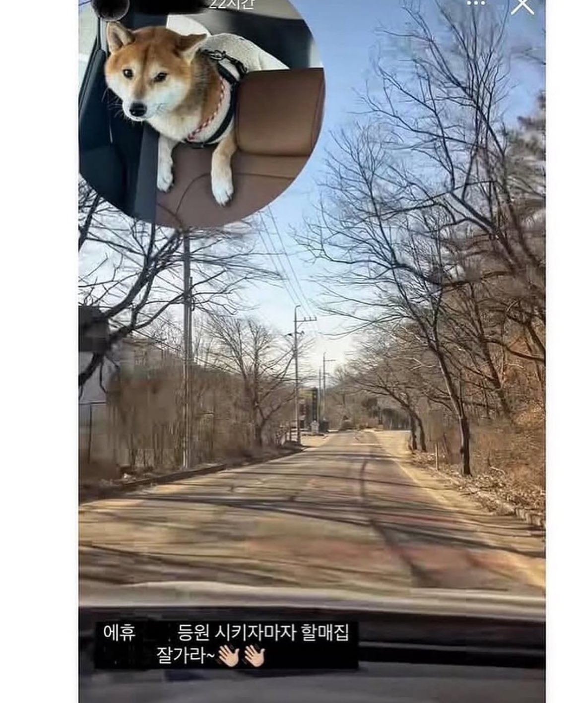 현대해상 키즈모델 엄마 시바견 동물학대 파양 논란 04