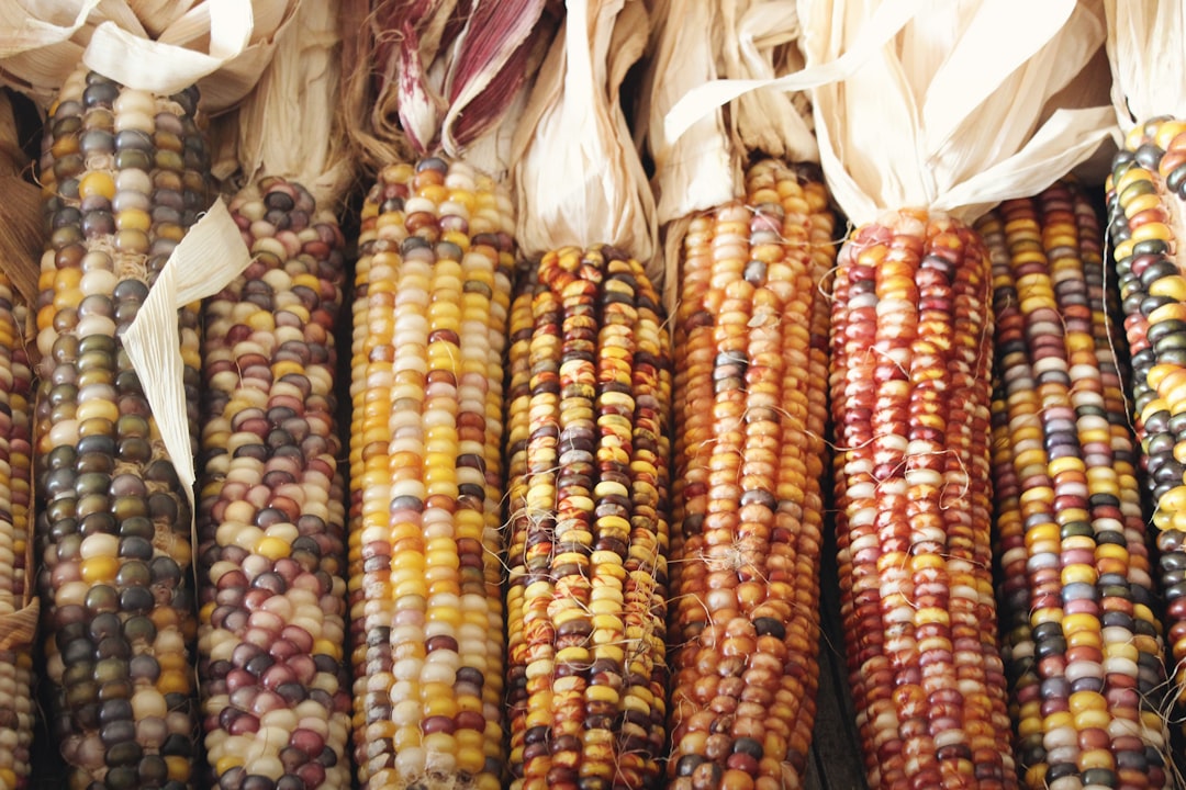 Corn.