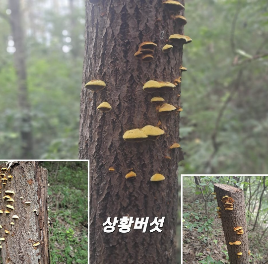 한국기행 약초꾼
