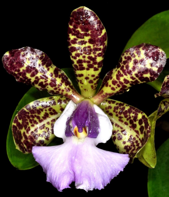 Cattleya aclandiae 꽃 사진