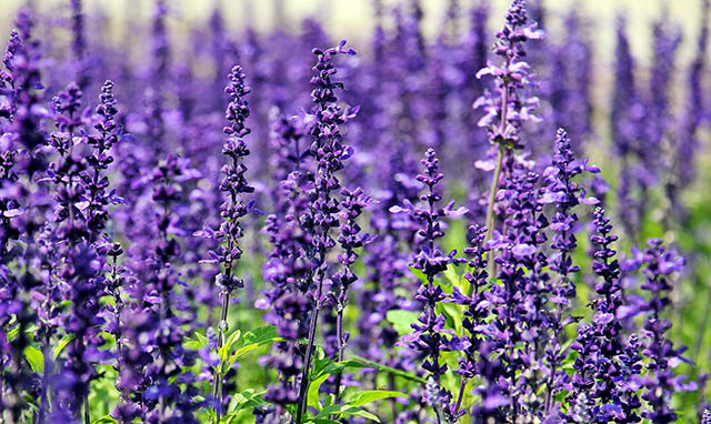 라벤더 lavender의 효능과 부작용