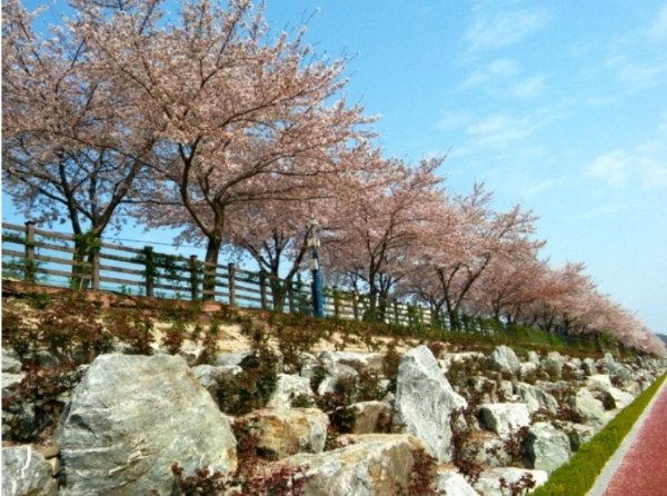 전국 벚꽃 명소