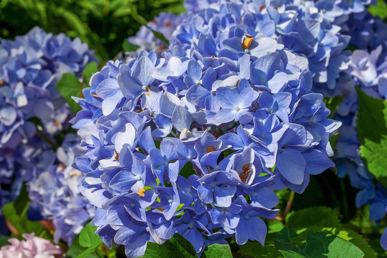 울산 장생포 수국축제
