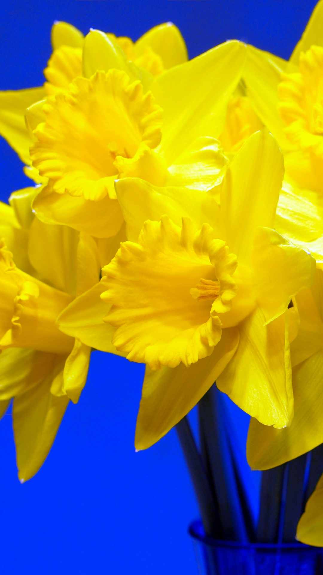 Daffodil Flower iPhone Wallpaper