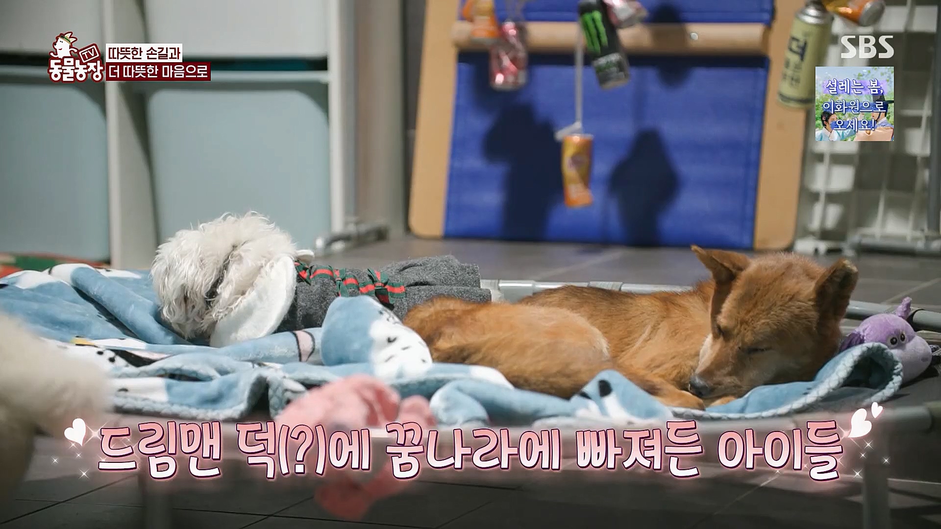 TV 동물농장.E1112.230319p.H264-F1RST.mp4_20230319_175212.467.jpg